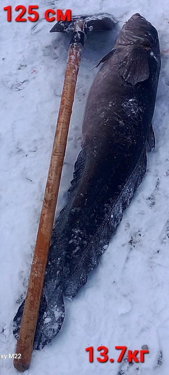    В Карелии пойманная рыба гигантских размеров вызвала споры у людей© Подслушано в Пудоже | Карелия