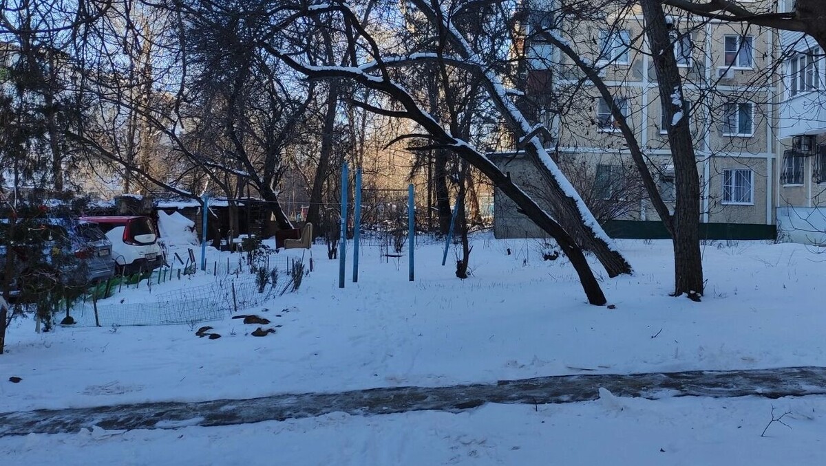    Аварийные деревья в Ростове под тяжестью снега могут упасть   rostovgazeta.ru