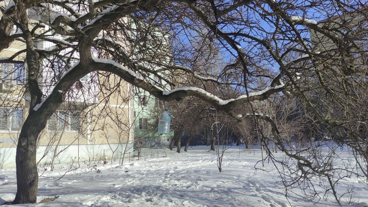    Аварийные деревья под снегом создают угрозу для ростовчан   rostovgazeta.ru