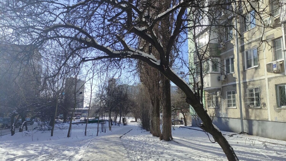    Аварийные деревья под снегом создают угрозу для ростовчан   rostovgazeta.ru