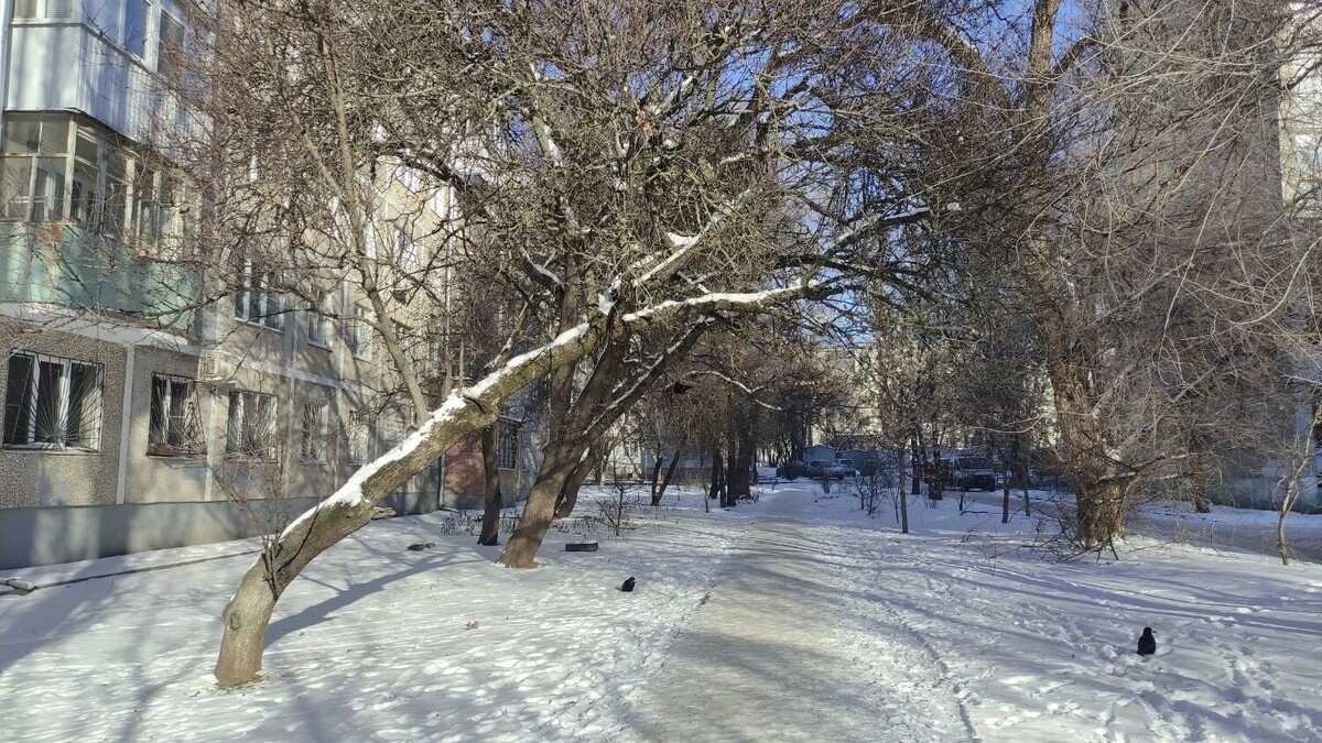    Аварийные деревья под снегом создают угрозу для ростовчан   rostovgazeta.ru