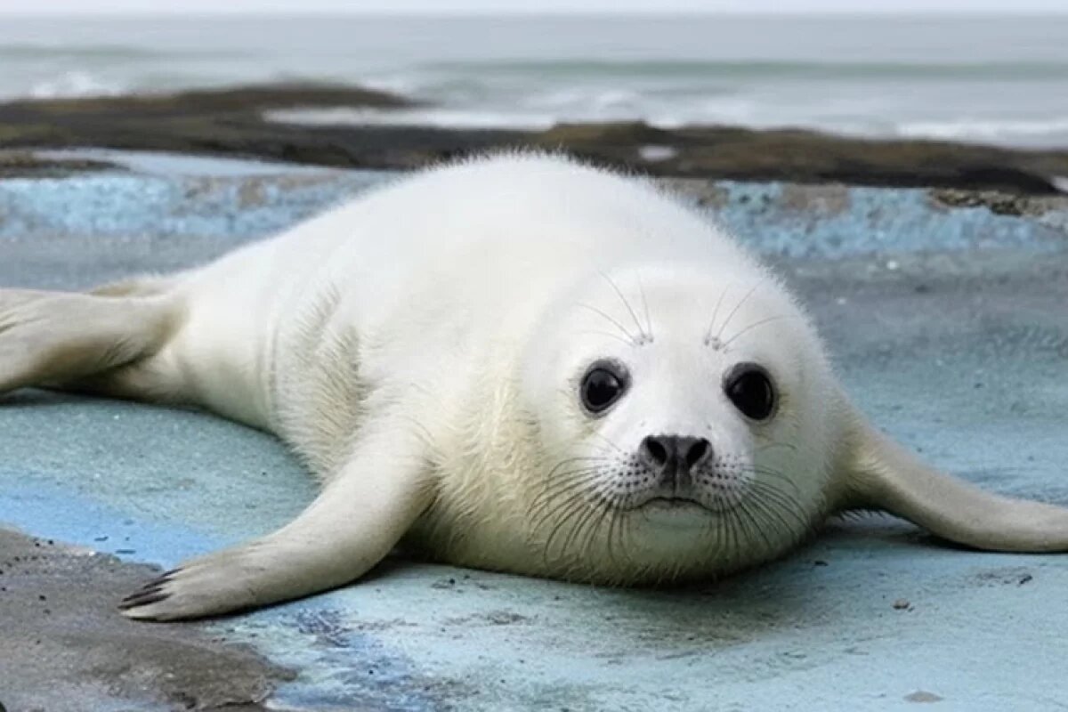     открытый источник