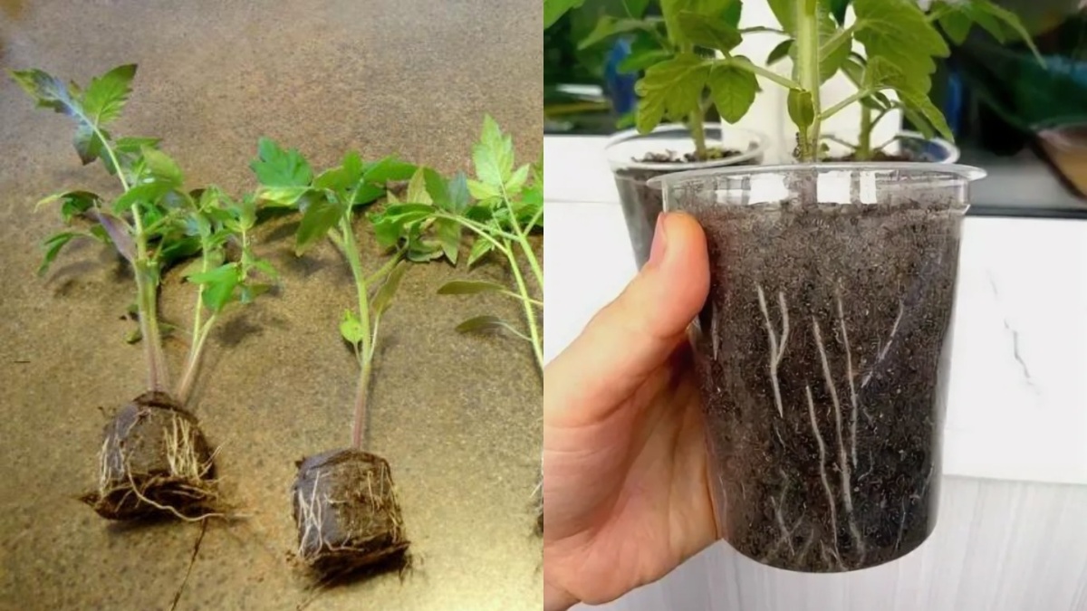 Разница очевидна - в высокой таре корневая система развивается правильно