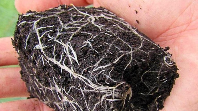 Типичный результат выращивания в стандартной таре - корни-спираль