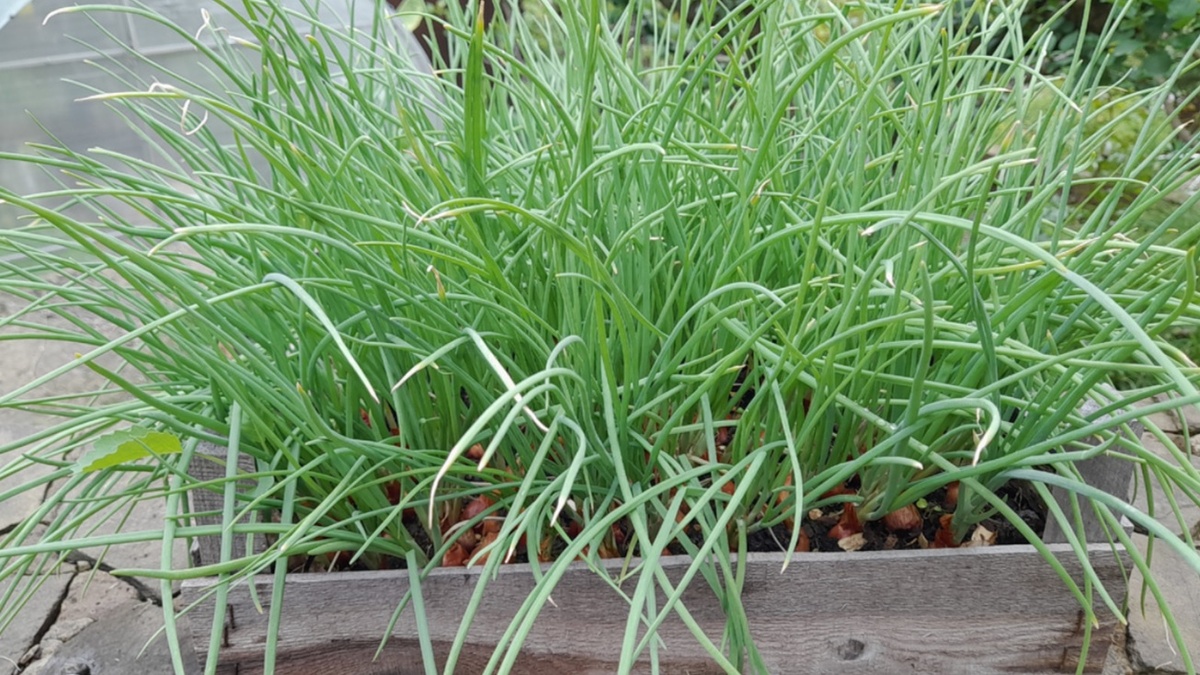 Лук‑севок: На что смотреть при покупке, чтобы получить щедрый урожай