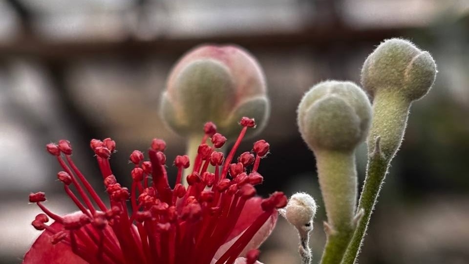 В ботаническом саду ИГУ в середине зимы зацвела фейхоа