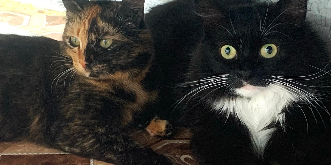 Легендарного кота Тимошу и его подружку Кнопочку выселяют с передержки. Нам нужна помощь в поиске нового помещения