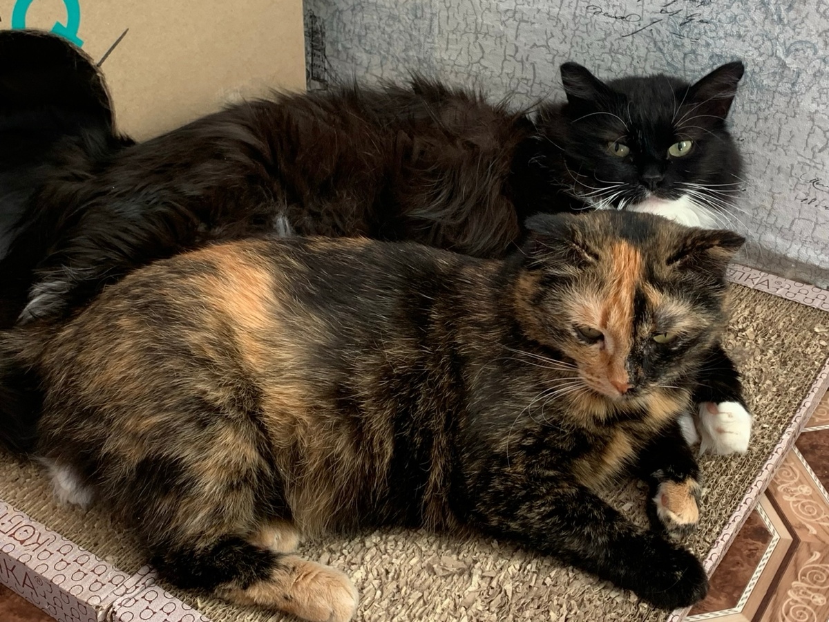 С Кнопочкой Тимоша чувствует себя защищённым