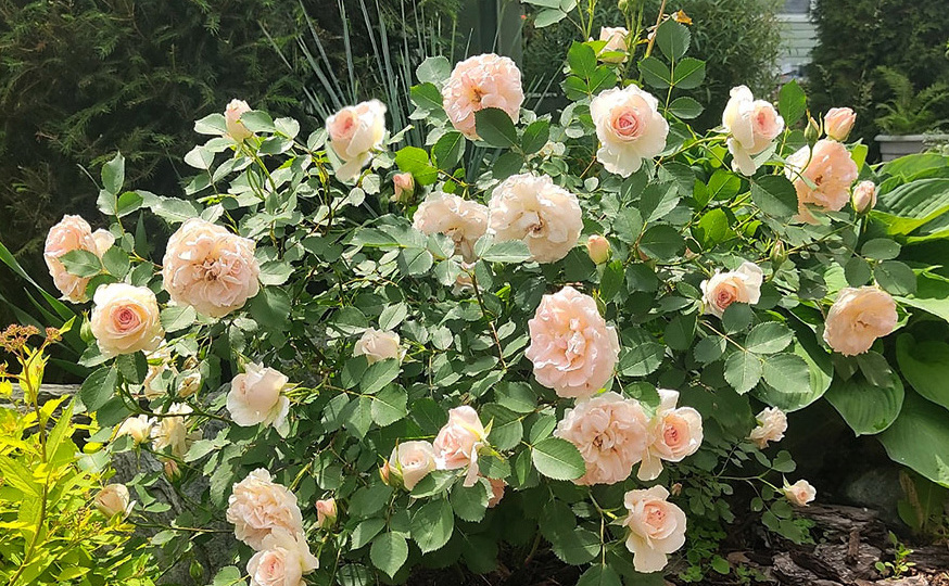 Почему китайские огородники веками ценили то удобрение, что мы сливаем в канализацию