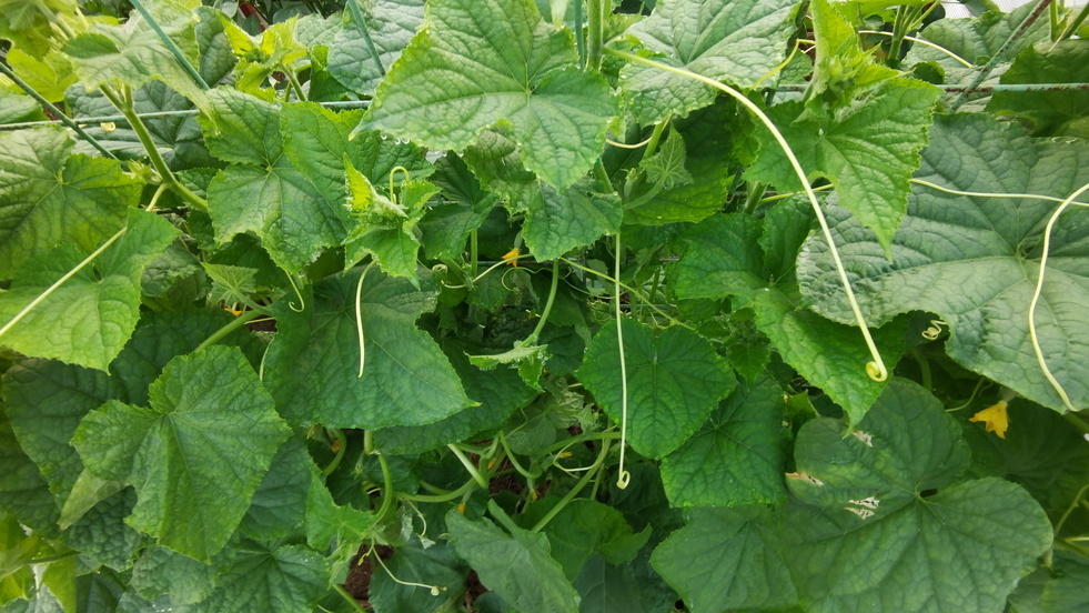 Результат предсказуемый - море листвы и минимум плодов.