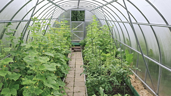 В теплице пучковые огурцы плодоносят с июня до середины октября