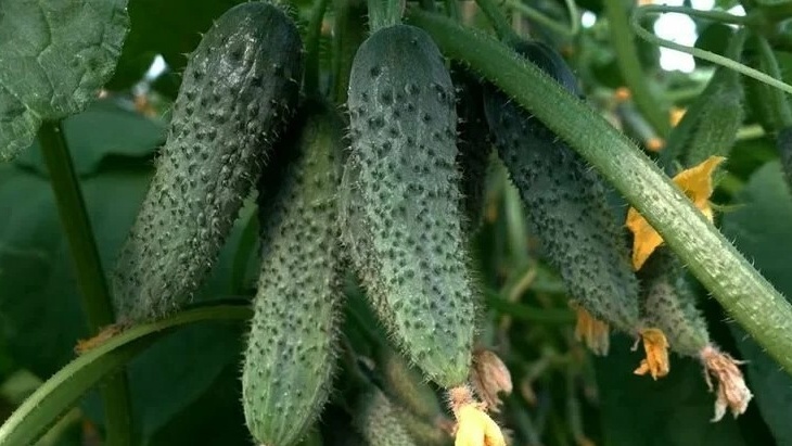 Сажаю пучковые огурцы в 3 места участка. За сезон снимаю 45 кг