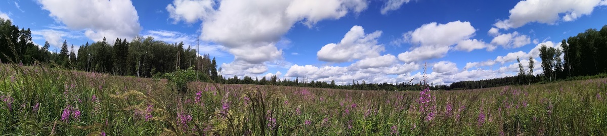 Поле перед лесом