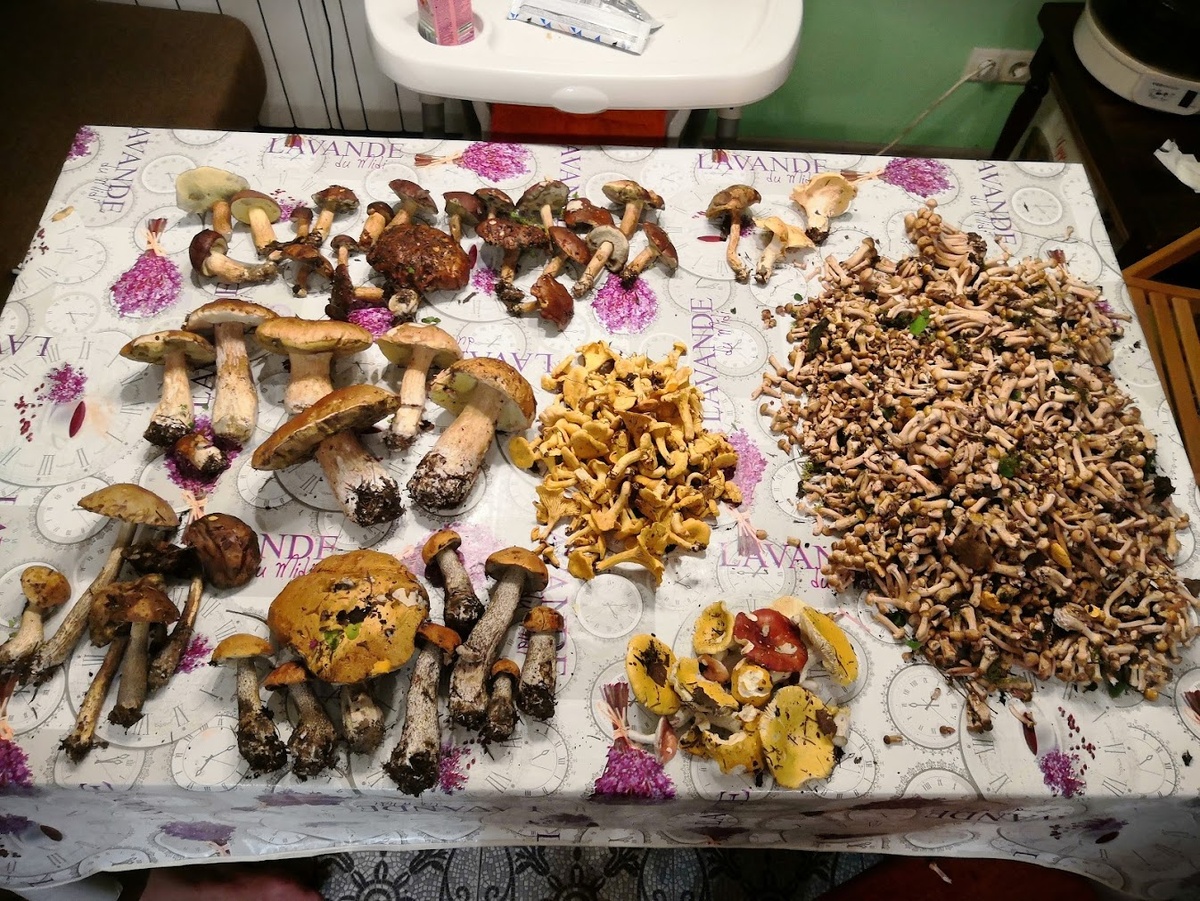 Мой доход с леса)