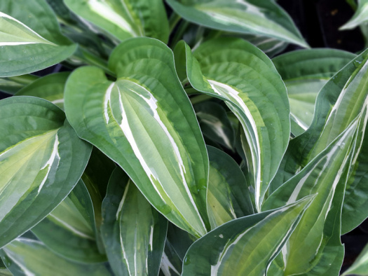 Перо жар-птицы, змеиные глаза, яркие пятна и всполохи. У каждой из этих хост рисунок листа неповторим