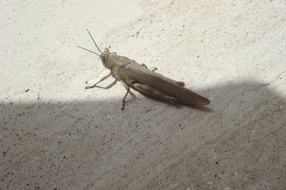    На поля Херсонщины саранча залетала со стороны Украины Наталья НЕШУМОВА