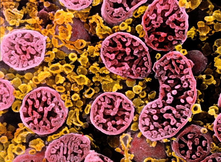 Коэнзим Q10: молекула завышенных ожиданий