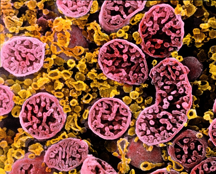 Это митохондрии, в которых в клетках вырабатывается энергия