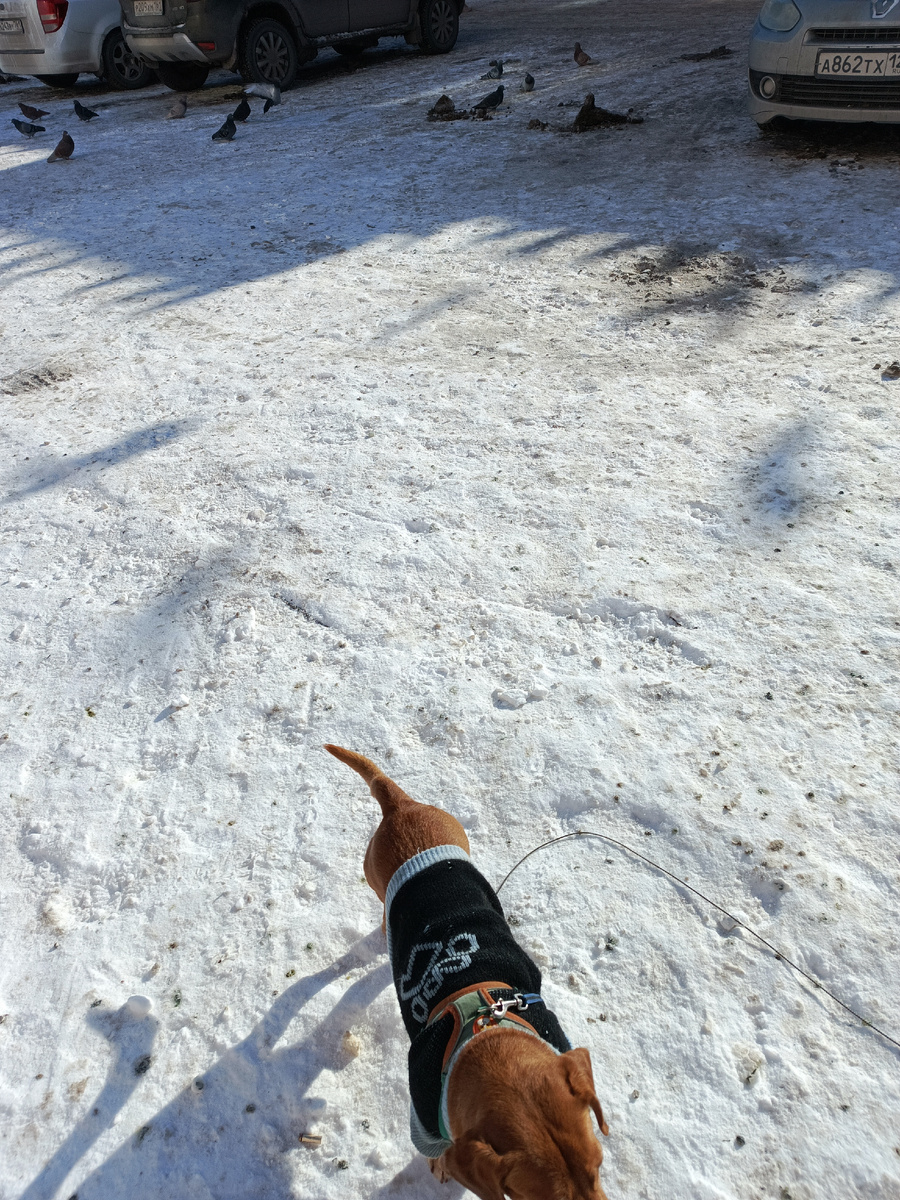 Фото патора