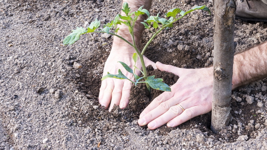 Высадка рассады томатов