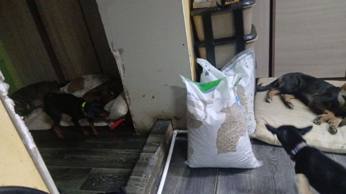 Жители служебного помещения приюта Ананда