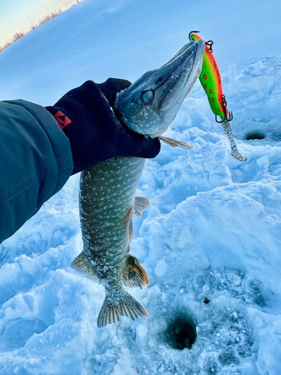 виб Мышь от ECOPRO (фото: Диана Томашевская)