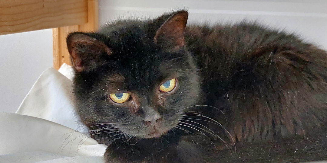 Кошка ЧУНЯ ищет дом🏡