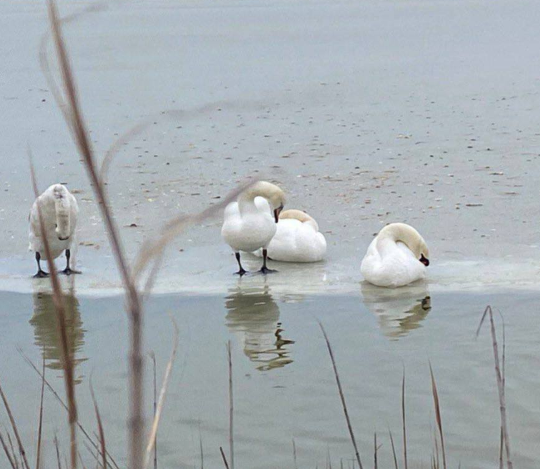 Минприроды призвало крымчан не спасать от мороза лебедей