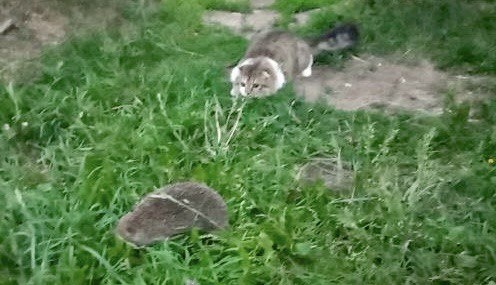 на фото Яшка знакомится с ежиком