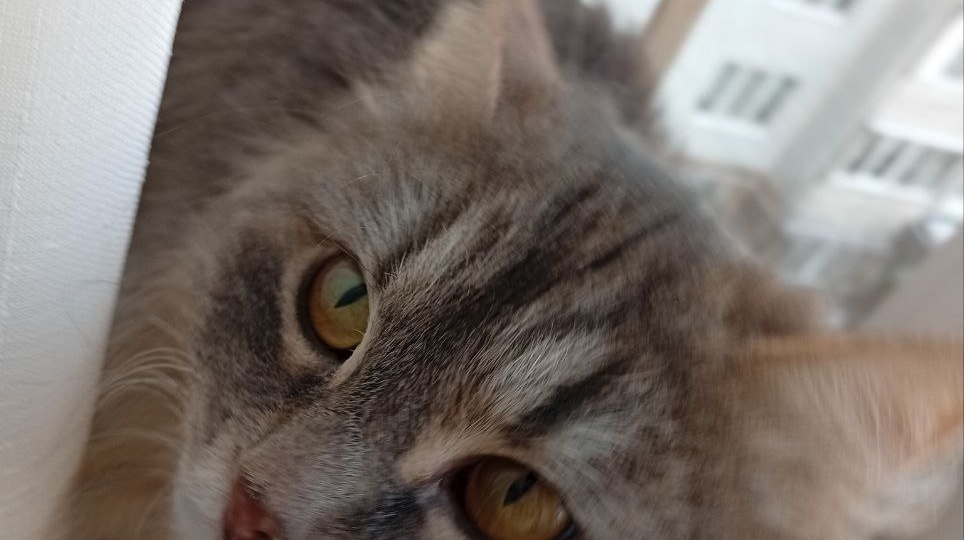 Кошка ГЛАША ищет дом🏡