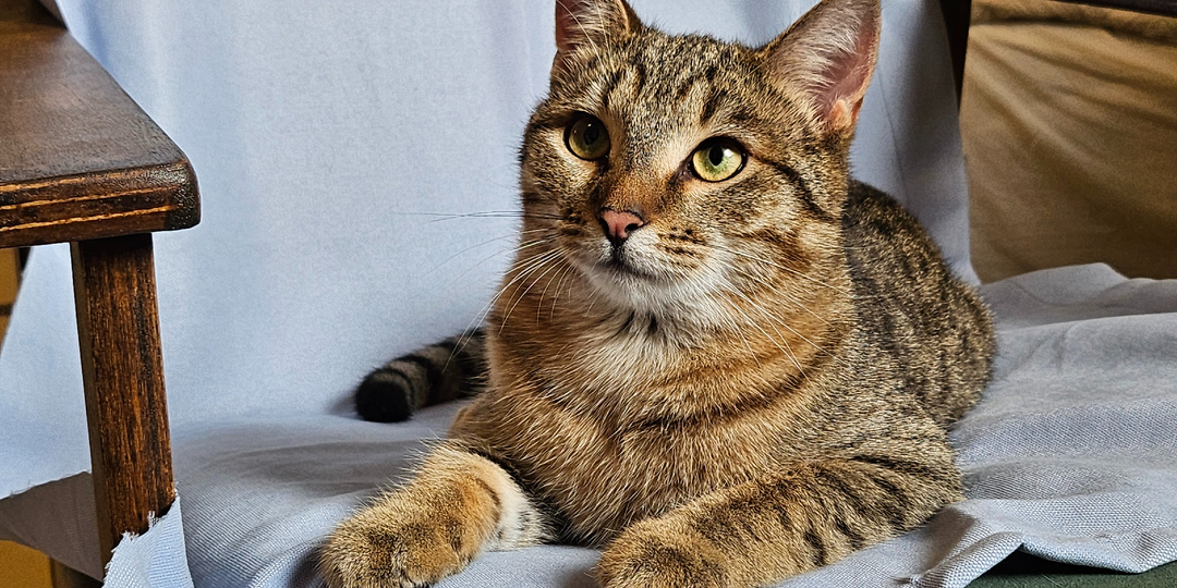 Кот БРАНДО ищет дом🏡