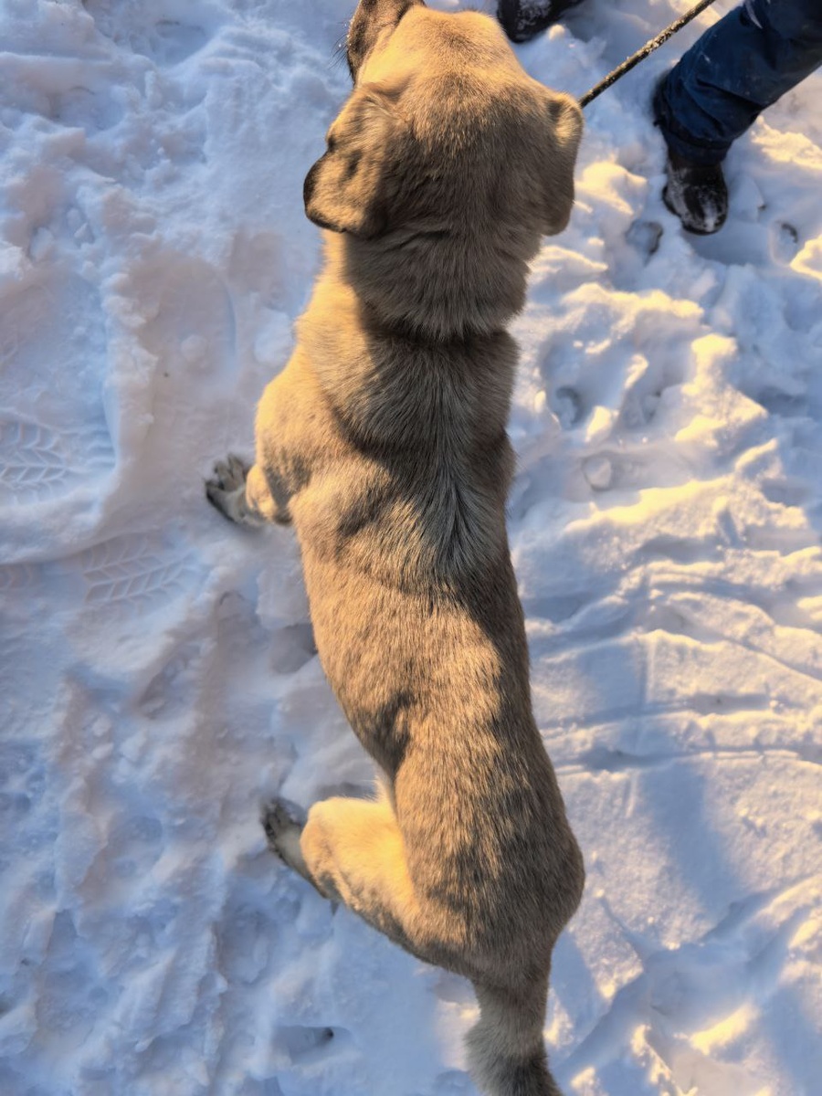 Бим. Вот, насколько он истощён!