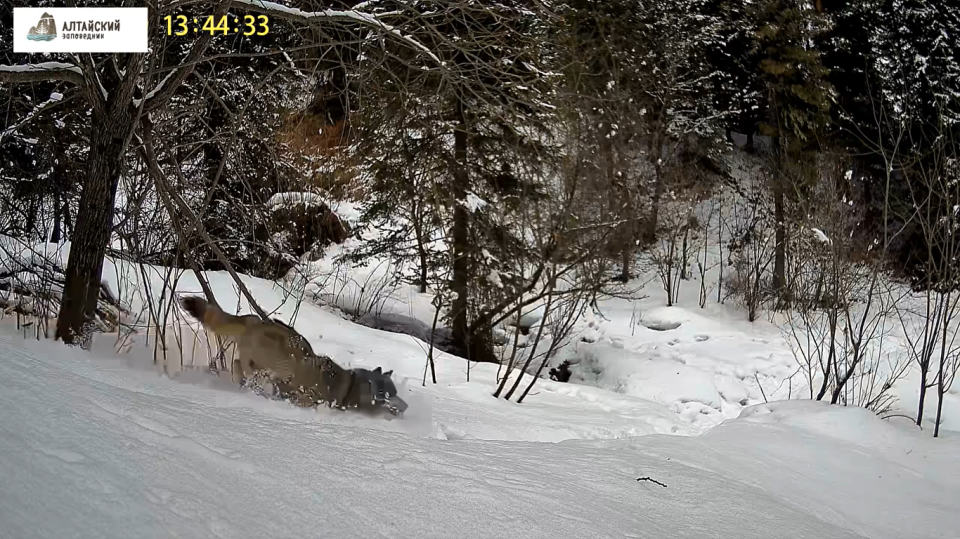    Погоня волка за молодой маралухой. Источник: Видеоловушка. Установка – Татьяна и Роман Воробьевы / t.me/altzap