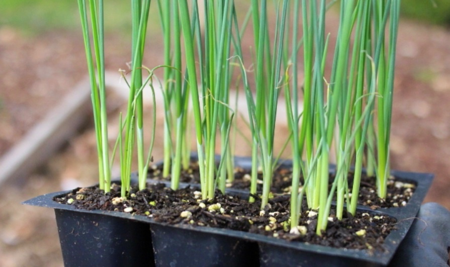 Как выбрать лук‑севок — главные правила. Эксибишен семенами