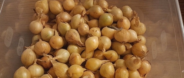 Как выбрать лук‑севок — главные правила