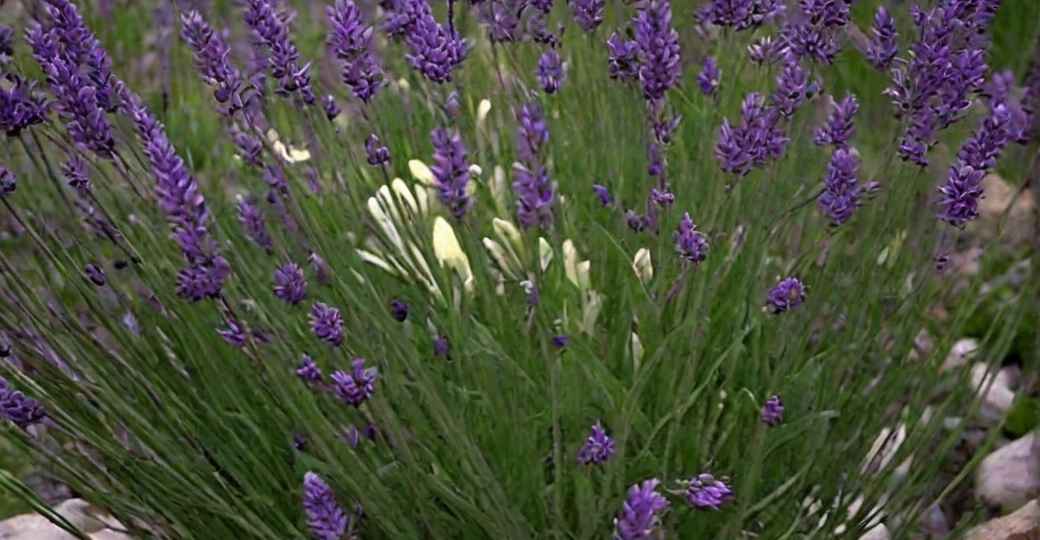 Стратификация семян лаванды.