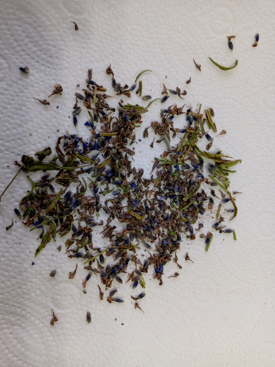 Собранные мною семена лаванды.