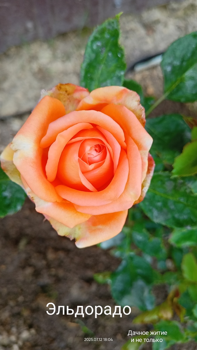 Ч/г роза Эльдорадо. Фото автора