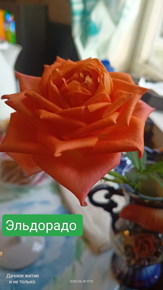 Ч/г роза Эльдорадо. Фото автора