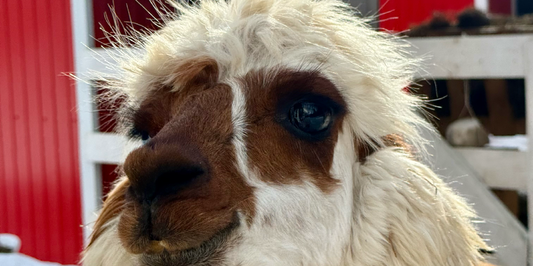 Альпаки, олени и горные вершины: что ждёт гостей фермы в Архызе