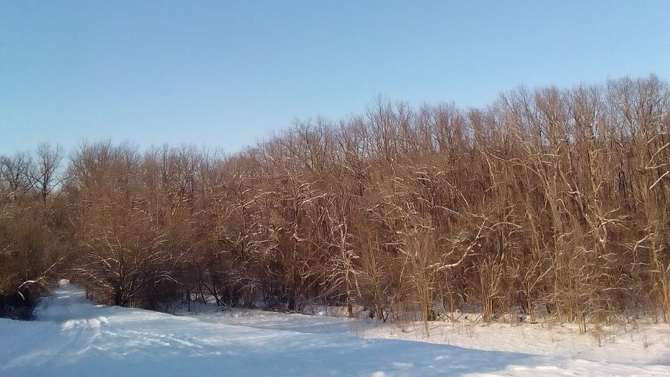 Зимний лес: сказка, застывшая в серебре