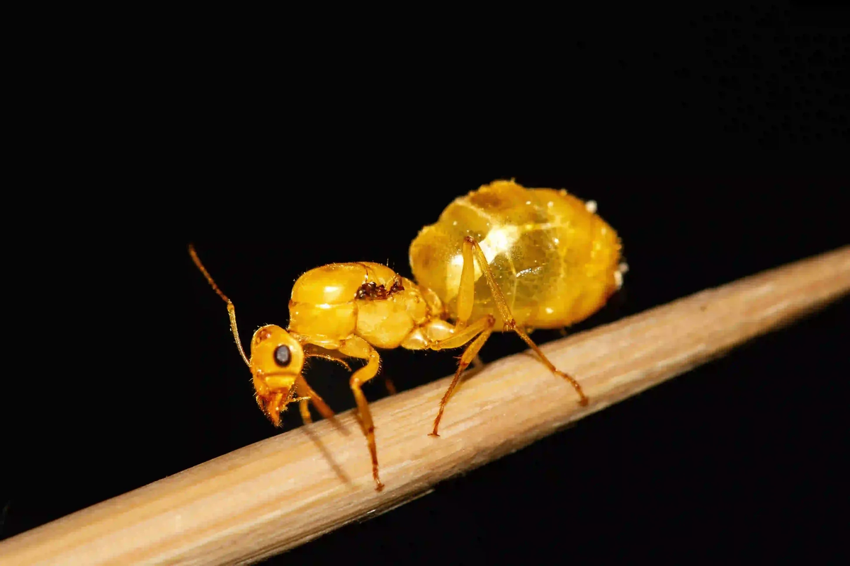 Некоторые медовые муравьи и сами выглядят как карамельки!