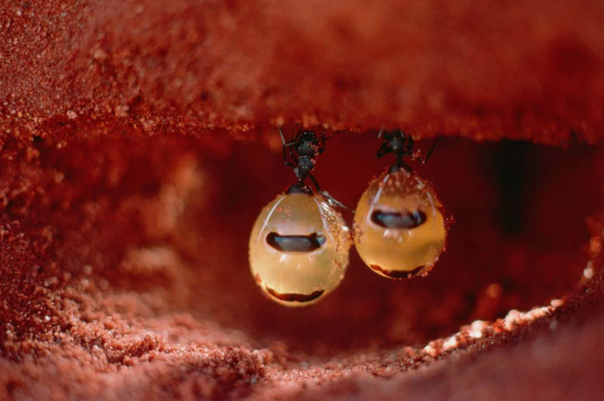 Видите? Виноградины висят прямо на потолке камеры!