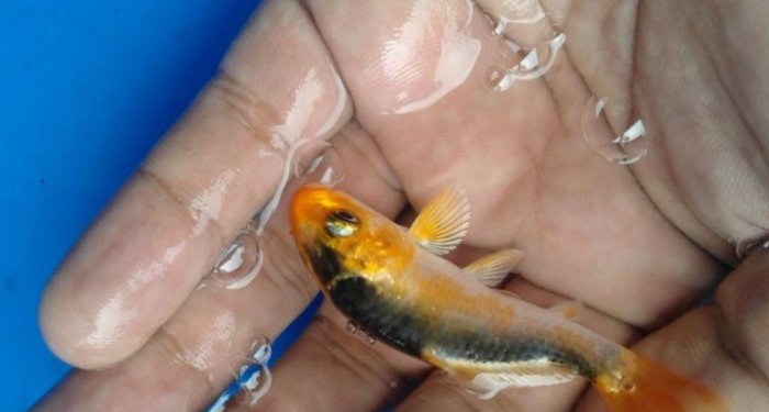 Нередко приходится возвращаться домой вот с таким уловом / Фото: pxhere.com