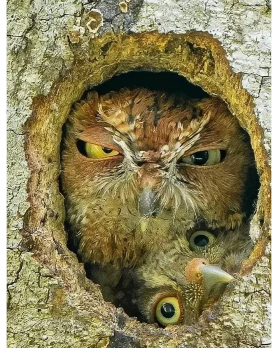 Картинка из интернета