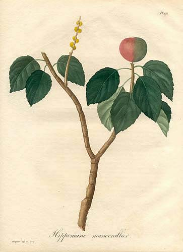 Ботаническая иллюстрация