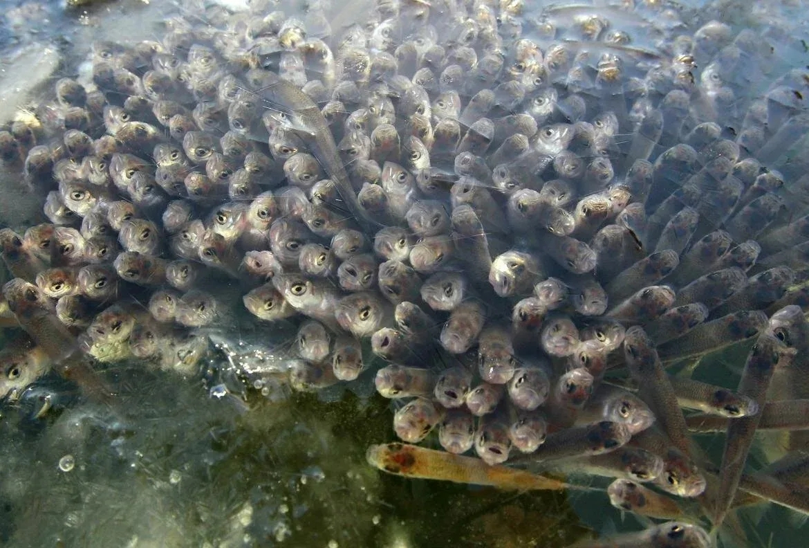 Пока люди сетуют на то, что у них нет новогоднего настроения, под водой царит натуральный конец света. 