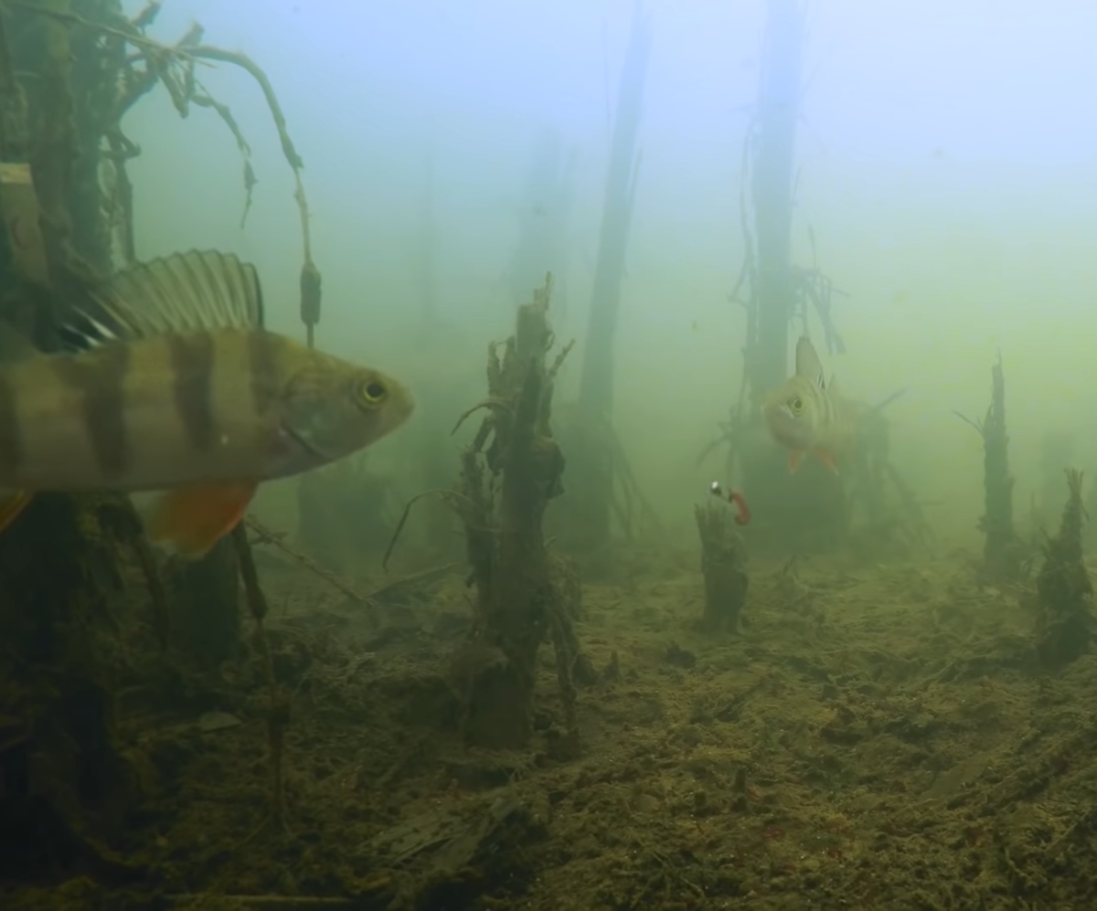 Картинка мутная. Как и надежды этих бедолаг дожить до весны.