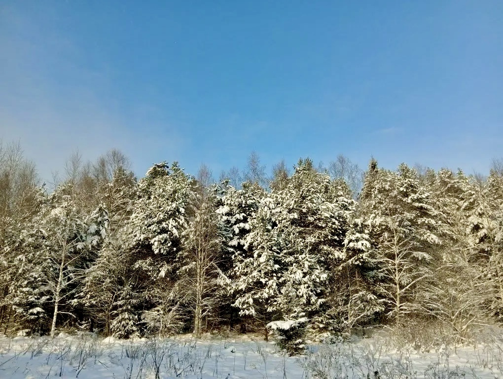 Андреевское, январь 2026