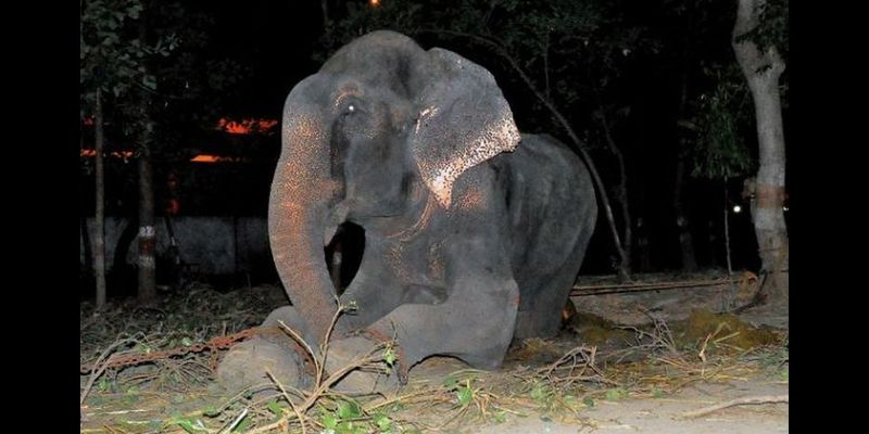Слон расплакался, выйдя на свободу